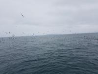 088_Whale Watching &ndash; &copy; Jörg Nesse (Eberhardt TRAVEL)