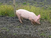 Islandschwein &ndash; &copy; Nicole Fischer (Eberhardt TRAVEL)