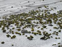 Gletscherigel &ndash; &copy; Nicole Fischer (Eberhardt TRAVEL)
