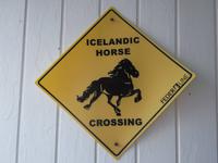 Islandpferde &ndash; &copy; Nicole Fischer (Eberhardt TRAVEL)