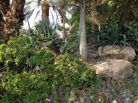 0280 botanischer Garten En Gedi &ndash; &copy; Patrick Fritzsche (Eberhardt TRAVEL)