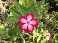 0281 botanischer Garten En Gedi &ndash; &copy; Patrick Fritzsche (Eberhardt TRAVEL)