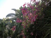 0283 botanischer Garten En Gedi &ndash; &copy; Patrick Fritzsche (Eberhardt TRAVEL)