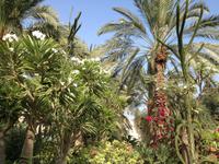 0297 botanischer Garten En Gedi &ndash; &copy; Patrick Fritzsche (Eberhardt TRAVEL)