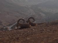 0483 Sede Boker - Wadi Zin &ndash; &copy; Patrick Fritzsche (Eberhardt TRAVEL)