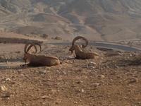 0485 Sede Boker - Wadi Zin &ndash; &copy; Patrick Fritzsche (Eberhardt TRAVEL)