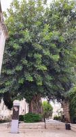 20220327 134749 Ficus an der Josephskirche &ndash; &copy; Marlies Thrum (Eberhardt TRAVEL)