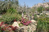 Kibbuz En Gedi &ndash; &copy; Sandra Winkler (Eberhardt TRAVEL)