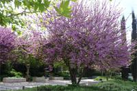 Judasbaum &ndash; &copy; Sandra Winkler (Eberhardt TRAVEL)