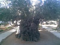 Garten Gethsemane &ndash; &copy; Katrin Deutschbein (Eberhardt TRAVEL)
