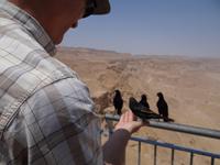Die Vögel von Massada &ndash; &copy; Pauline Gehrmann-Golomer (Eberhardt TRAVEL)