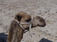 Unser Kamel &ndash; &copy; Pauline Gehrmann-Golomer (Eberhardt TRAVEL)