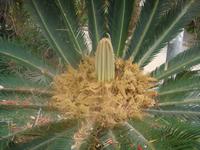 Kibbutz Ein Gedi + Botanischer Garten &ndash; &copy; Astrid Janke (Eberhardt TRAVEL)