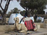 Jerusalem: Rundgang &ndash; &copy; Inge Bily (Eberhardt TRAVEL)