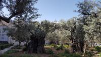 Garten Gethsemani 20180326_092223 &ndash; &copy; Marlies Thrum (Eberhardt TRAVEL)