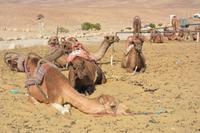 189 Beduinencamp &ndash; &copy; Maria Schneider (Eberhardt TRAVEL)