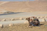 190 Beduinencamp &ndash; &copy; Maria Schneider (Eberhardt TRAVEL)