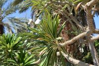 212 Botanischer Garten Ein Gedi &ndash; &copy; Maria Schneider (Eberhardt TRAVEL)