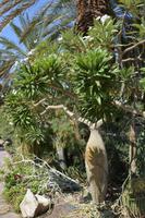 213 Botanischer Garten Ein Gedi &ndash; &copy; Maria Schneider (Eberhardt TRAVEL)