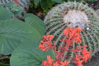 217 Botanischer Garten Ein Gedi &ndash; &copy; Maria Schneider (Eberhardt TRAVEL)