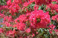 220 Botanischer Garten Ein Gedi &ndash; &copy; Maria Schneider (Eberhardt TRAVEL)