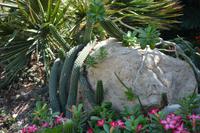 224 Botanischer Garten Ein Gedi &ndash; &copy; Maria Schneider (Eberhardt TRAVEL)