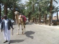 Jericho_3 &ndash; &copy; Thomas Mühlbauer (Eberhardt TRAVEL)