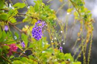 Blumenbild  &ndash; &copy; Gina Egenolf (Eberhardt TRAVEL)