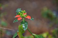 Blumenbild &ndash; &copy; Gina Egenolf (Eberhardt TRAVEL)