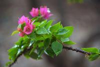 Blumenbild