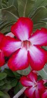 im Botanischen Garten von Ein Gedi &ndash; &copy; Hans-Joachim Trutz (Eberhardt TRAVEL)