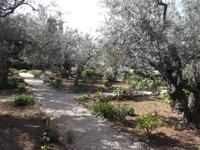 Garten Gethsemane &ndash; &copy; Michael Krause (Eberhardt TRAVEL)