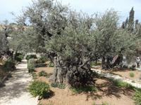 Garten Gethsemane &ndash; &copy; Michael Krause (Eberhardt TRAVEL)