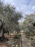 Garten Gethsemane &ndash; &copy; Leon Prinz (Eberhardt TRAVEL)