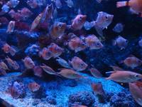 Fischschwarm