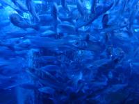Hätte er hier gesucht, hätte er es jedenfalls nicht gefunden. Diese Exemplare hier fühlen sich nur in einem großen Schwarm mit Platzmangel wohl. So ungefähr wie diese Fische fühlte man sich an diesem Tag auch in den Straßen von Monaco. &ndash; &copy; Dominik Zilliken (Eberhardt TRAVEL)