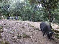 Orgosolo - Schweinerei &ndash; &copy; Claudia Bernhardt (Eberhardt TRAVEL)