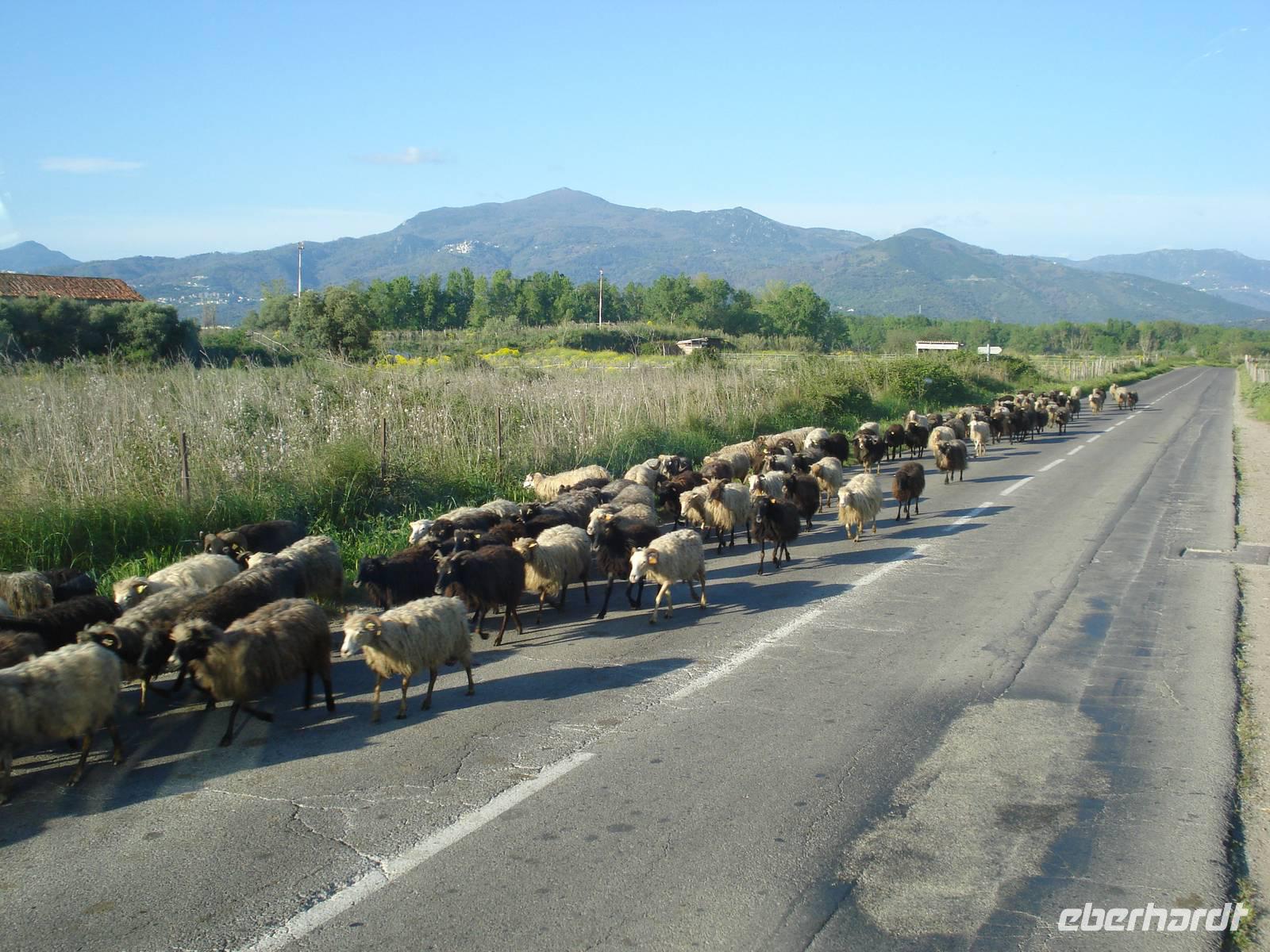 mal ein anderer Gegenverkehr  &ndash; &copy; Claudia Bernhardt (Eberhardt TRAVEL)