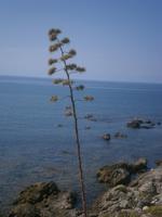 Agavenblüte &ndash; &copy; Gabriele Schwarze (Eberhardt TRAVEL)