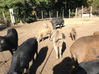 und dann die Schweine &ndash; &copy; Uta Schöne (Eberhardt TRAVEL)