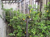 Limonaie &ndash; &copy; Petra Sauer (Eberhardt TRAVEL)