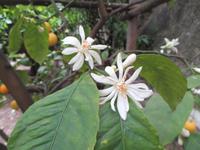 Limonaie &ndash; &copy; Petra Sauer (Eberhardt TRAVEL)