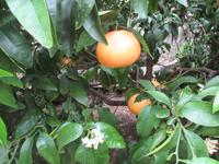 Limonaie &ndash; &copy; Petra Sauer (Eberhardt TRAVEL)