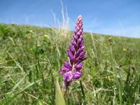 Orchidee &ndash; &copy; Petra Sauer (Eberhardt TRAVEL)