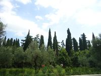 24_Sirmione_Oliven_Zypressenhain &ndash; &copy; Walburga Lindner (Eberhardt TRAVEL)