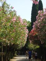 26_Sirmione_Orleander überall &ndash; &copy; Walburga Lindner (Eberhardt TRAVEL)