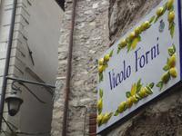51_Limone_Überall Zitronen_1