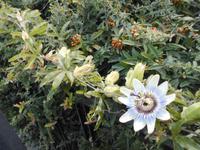  Passionsblume in Malcesine &ndash; &copy; Adelheid Fritzsche (Eberhardt TRAVEL)