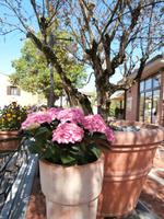 Borghetto sul Mincio &ndash; &copy; Ingrid Langer (Eberhardt TRAVEL)