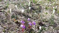 9-Monte Baldo_015 - Soldanella &ndash; &copy; Petra Sauer (Eberhardt TRAVEL)